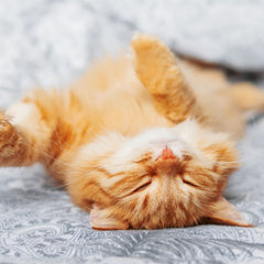 Beautiful orange tabby cat showing its belly