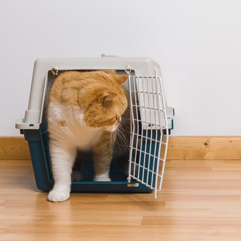 Cat being introduced to a cat carrier