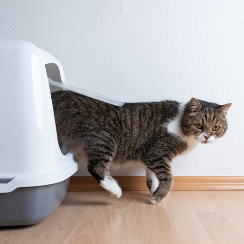 cat coming out of a litter box