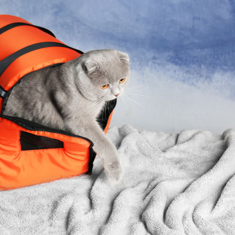 Orange cat carrier with blanket