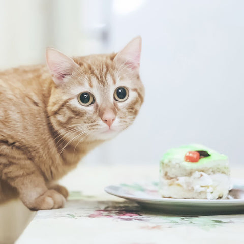 Large cat beside a small piece of cake on a plate