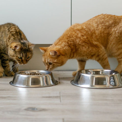 Cat looking jealously at another cat's food