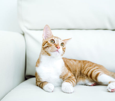 White and orange cat laying on a couch in a cat friendly home