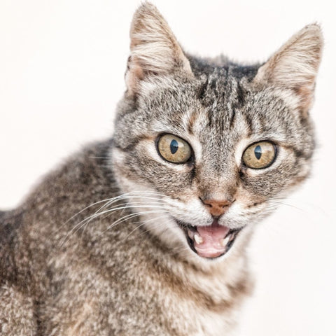 A grey tabby cat with mouth open to illustrate why cats pant