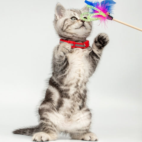 Cute cat playing with colorful rainbow wand