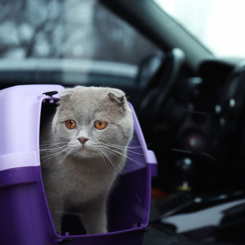 cat in a car