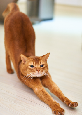 Orange cat stretching while scratching