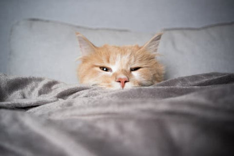 Orange and white cat warm under a blanket