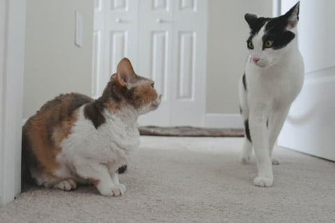 Two cats avoiding conflict