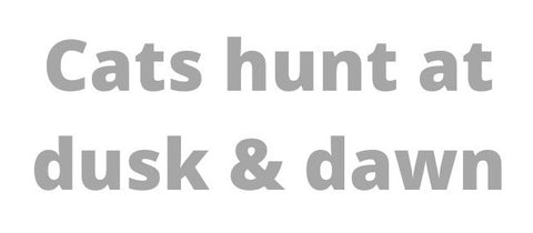 cats hunt at dawn and dusk quotation