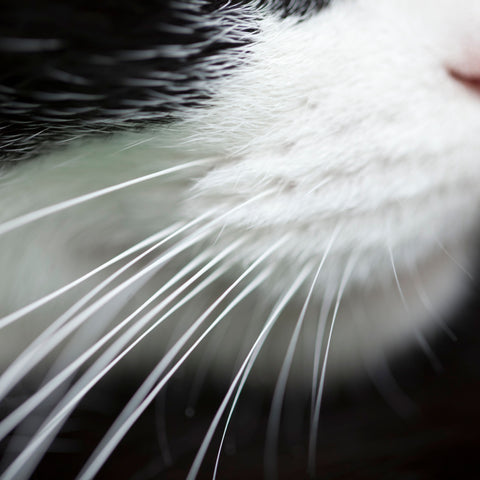 Close-up of cats whiskers
