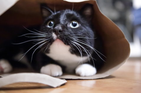 Four reasons cats purr nervous cat