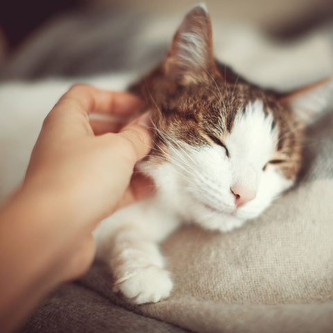 Cute cat being petted on the cheek