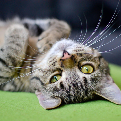 Cute green eyed cat with whiskers