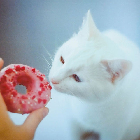 Cute white cat sniffing donut