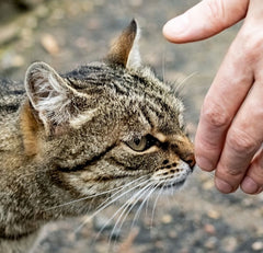 Gray tabby cat sniffing persons fingers before being petted