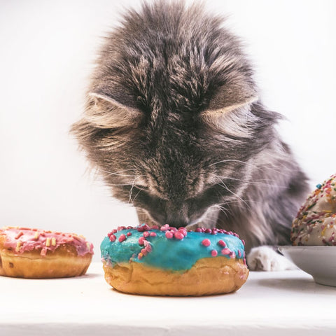 Gray cat sniffing a sugar sweet donut to see if the cat can taste sweetness