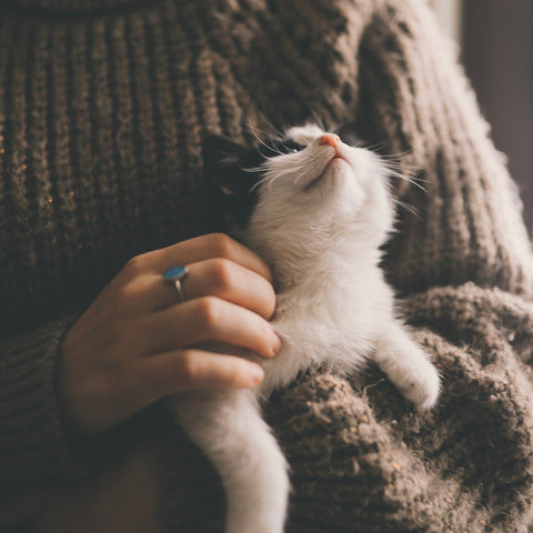 person holding cat that is showing affection