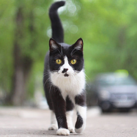 Cat showing affection by walking with tail up and curved