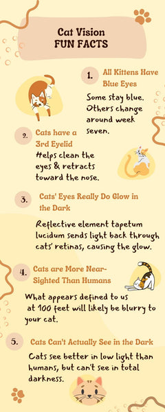 Infographic for why do cats pupils get big