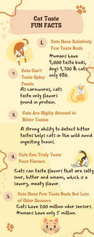 Infographic with facts concerning cat cats taste sweetness