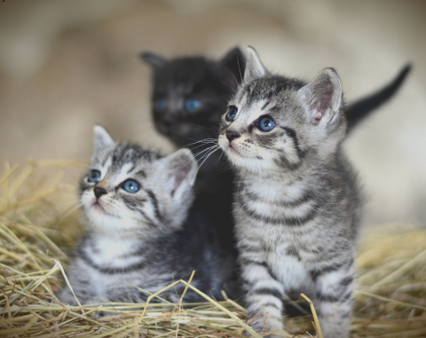 Four reasons why cats purr kittens