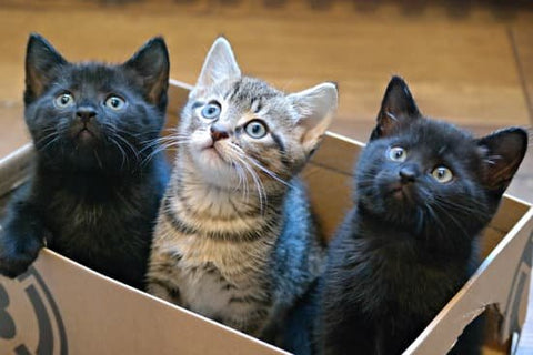 Why do cats like boxes main photo