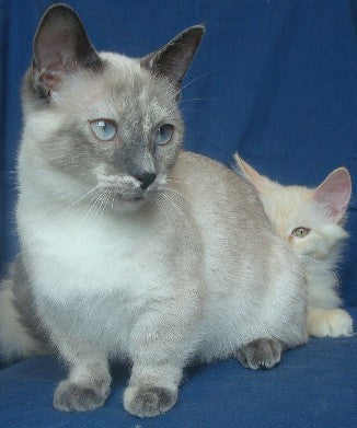 Light colored Munchkin cat and kitten