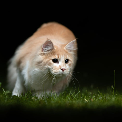 Nocturnal orange tabby cat hunting at night