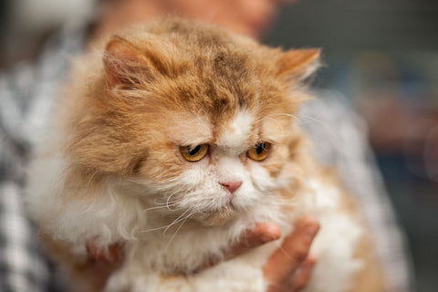 Orange and white Selkirk Rex cat