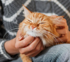 Orange and white cat enjoying being petted under the chin