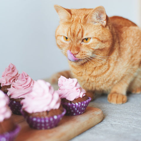 Orange tabby cat looking at sugary sweet cupcakes with pink icing