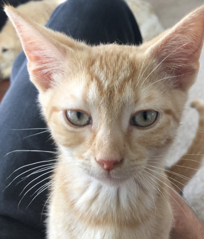 Cute kitten with lots of cat whiskers