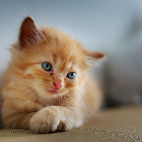 blue eyed kitten laying down