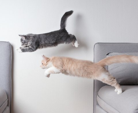 Four reasons why cats purr cats leaping