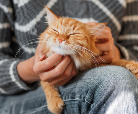 Why Cats Purr is because they are contented