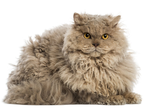 Selkirk Rex Cat with Curly Hair