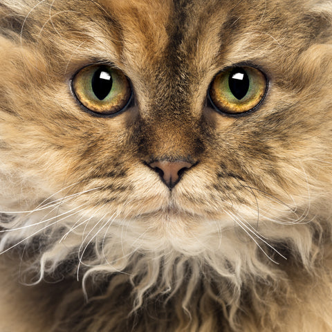 Selkirk Rex with expressive eyes