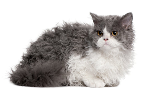 Gray and white Selkirk Rex cat