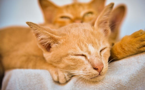 Cats sleeping after relaxing and stopping panting