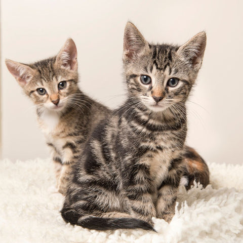 Two kittens sitting together