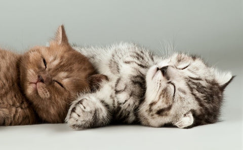 Two kittens to show when cats start to knead