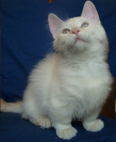 Cute Munchkin Kitten