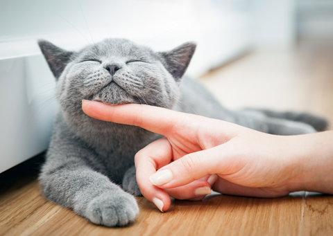 Four reasons why cats purr chin scratching