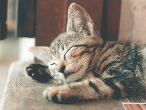 Cute tabby cat sleeping