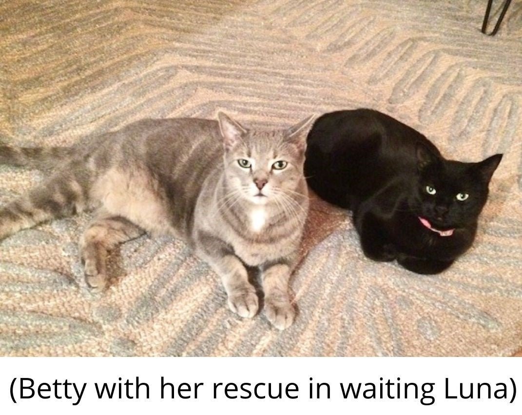 Caturday Cat Betty with her cat friend Luna