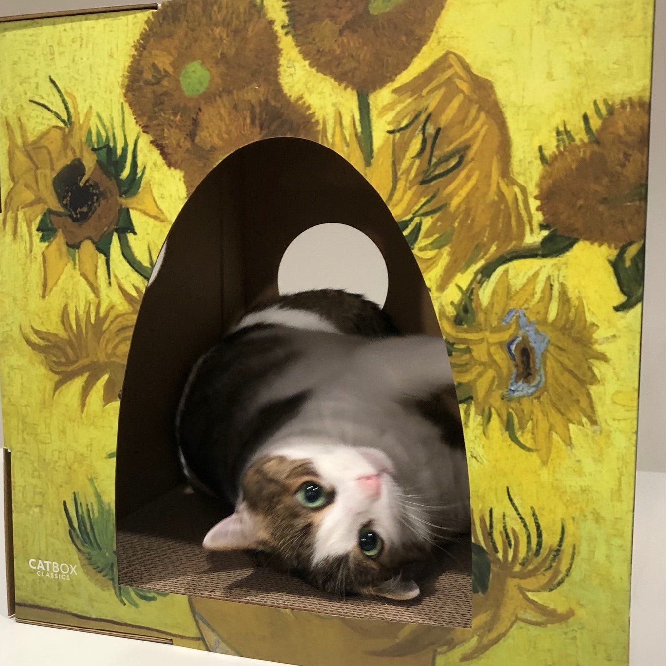 Cute cat laying in the front of the meow masterpieces cardboard cat house