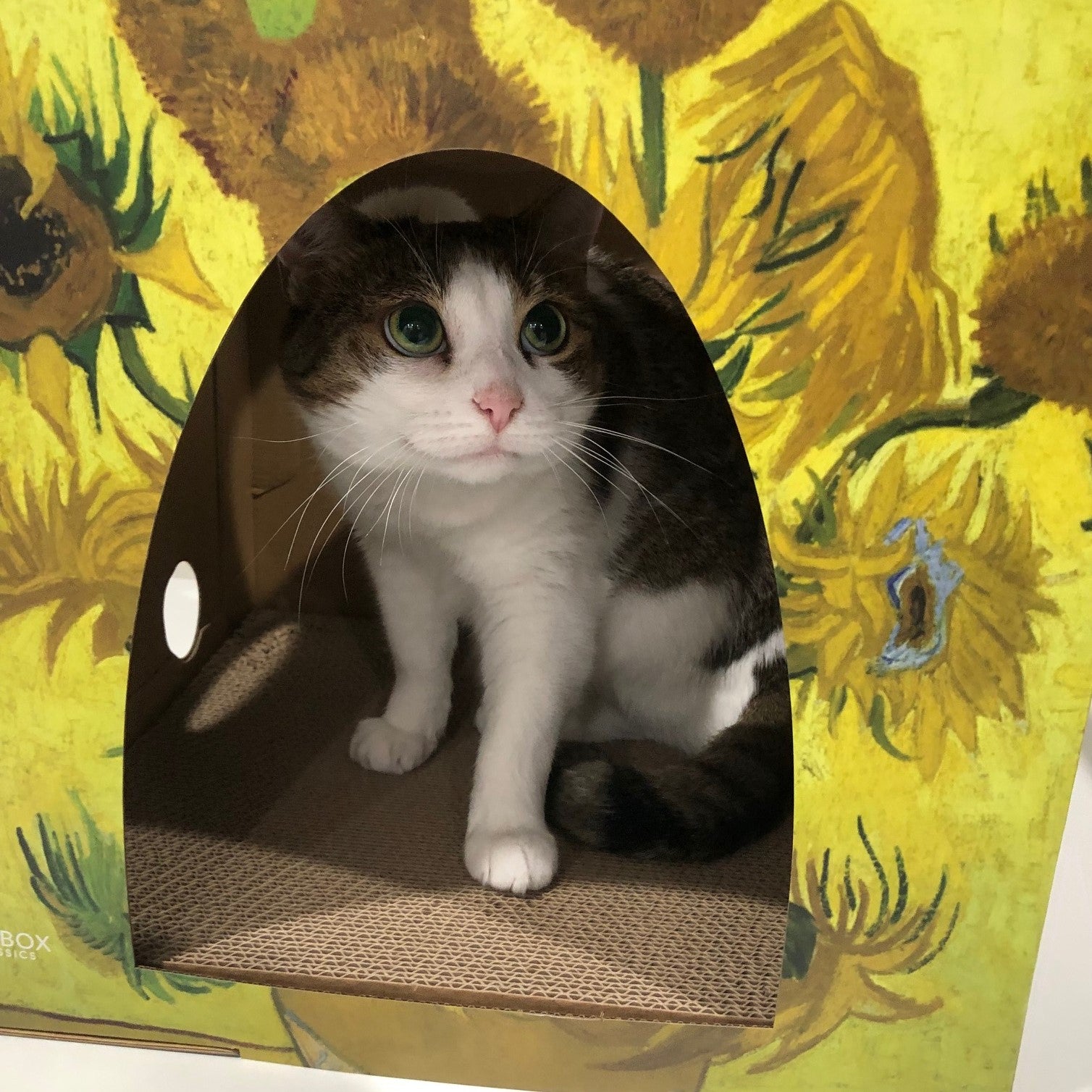 Cute cat with green eyes looking up and out of the front of the meow masterpieces cardboard cat house 