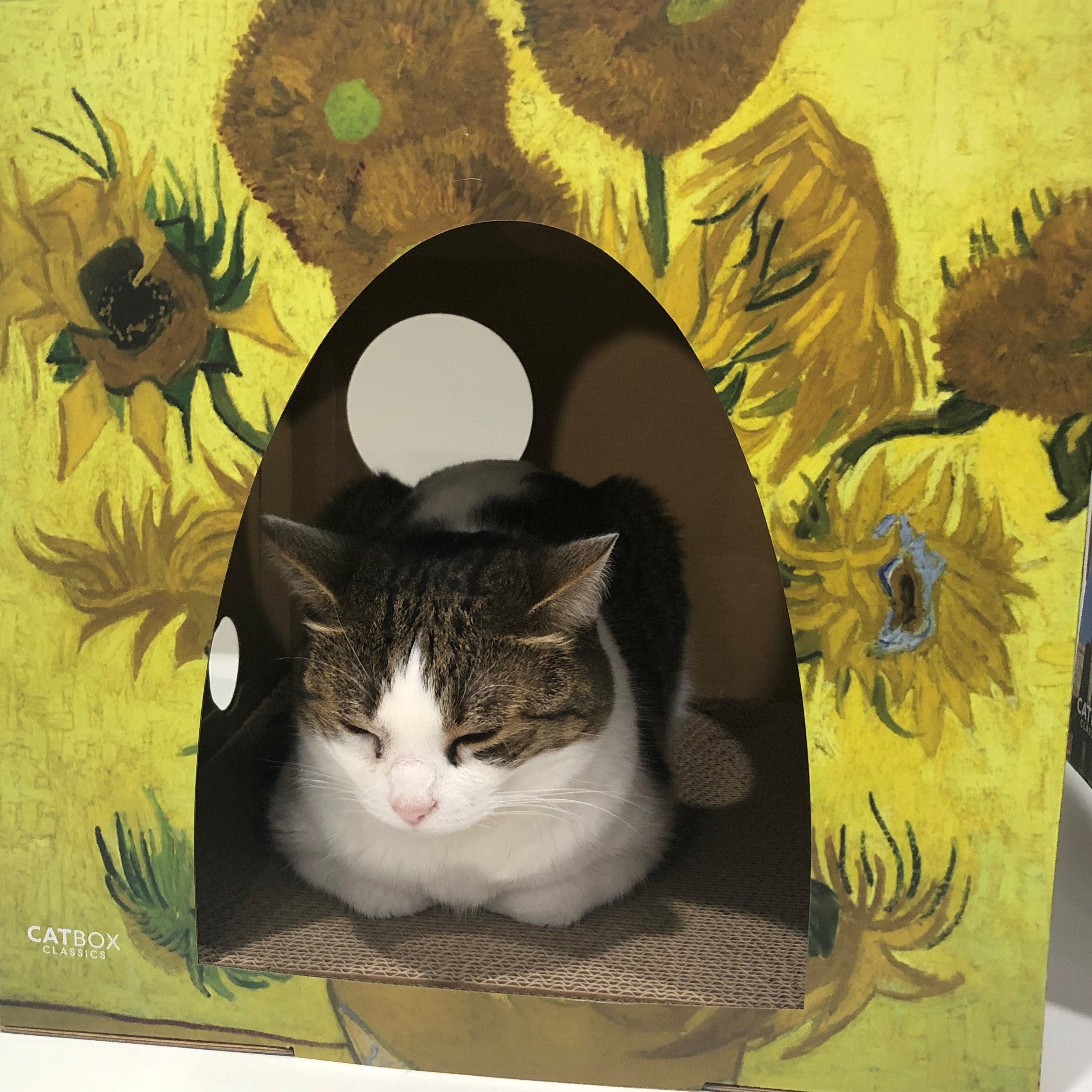 Grey and white cat sleeping in meow masterpieces cardboard cat house