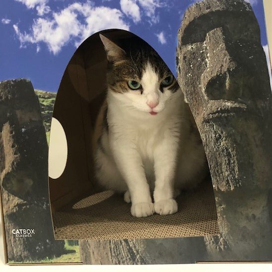 Green eyed cat as an Easter Island statue in the whiskers of the world cardboard cat house
